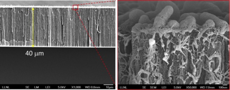 Text Box:  Figure 1. SEM images of the cross-section of a CNT-polymer composite membrane 
